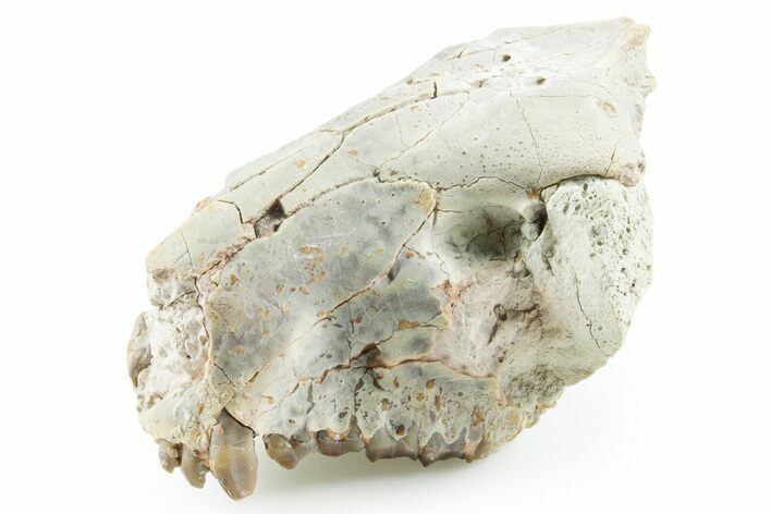 Partial Oreodont (Merycoidodon) Upper Skull - South Dakota #355520